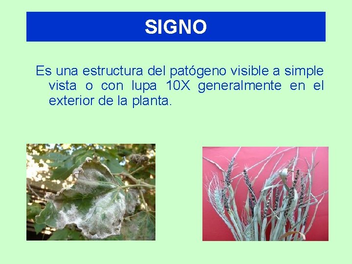 SIGNO Es una estructura del patógeno visible a simple vista o con lupa 10