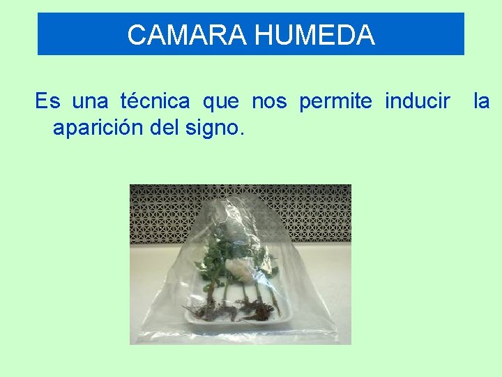 CAMARA HUMEDA Es una técnica que nos permite inducir la aparición del signo. 
