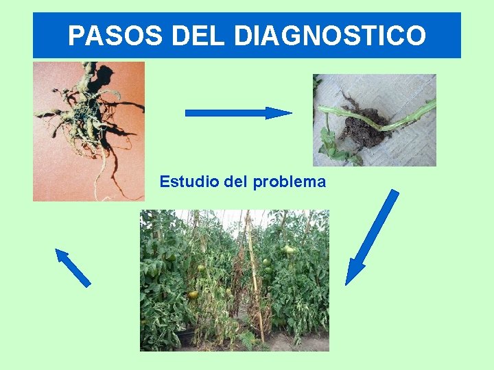 PASOS DEL DIAGNOSTICO Estudio del problema 