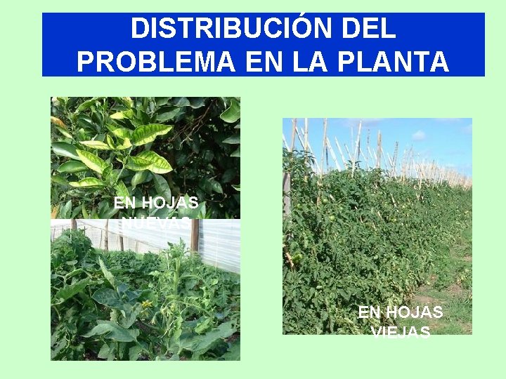 DISTRIBUCIÓN DEL PROBLEMA EN LA PLANTA EN HOJAS NUEVAS EN HOJAS VIEJAS 