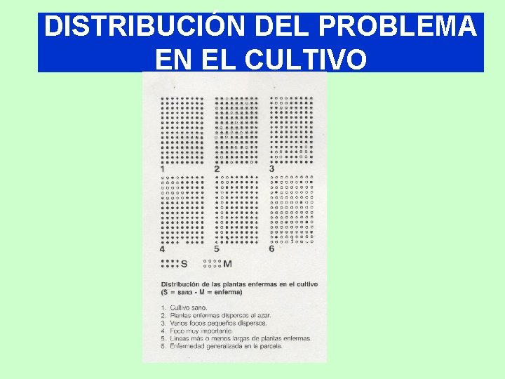 DISTRIBUCIÓN DEL PROBLEMA EN EL CULTIVO 