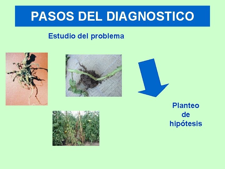 PASOS DEL DIAGNOSTICO Estudio del problema Planteo de hipótesis 