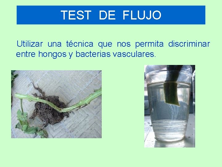TEST DE FLUJO Utilizar una técnica que nos permita discriminar entre hongos y bacterias