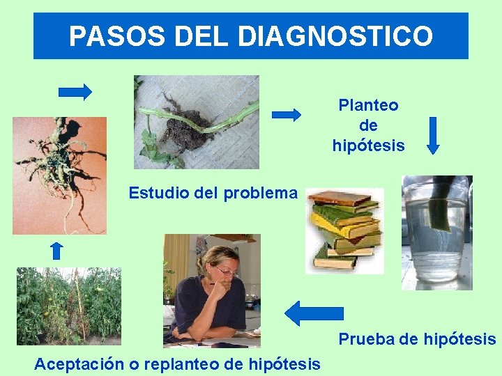 PASOS DEL DIAGNOSTICO Planteo de hipótesis Estudio del problema Prueba de hipótesis Aceptación o