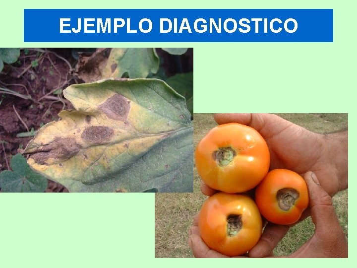EJEMPLO DIAGNOSTICO 