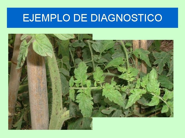 EJEMPLO DE DIAGNOSTICO 