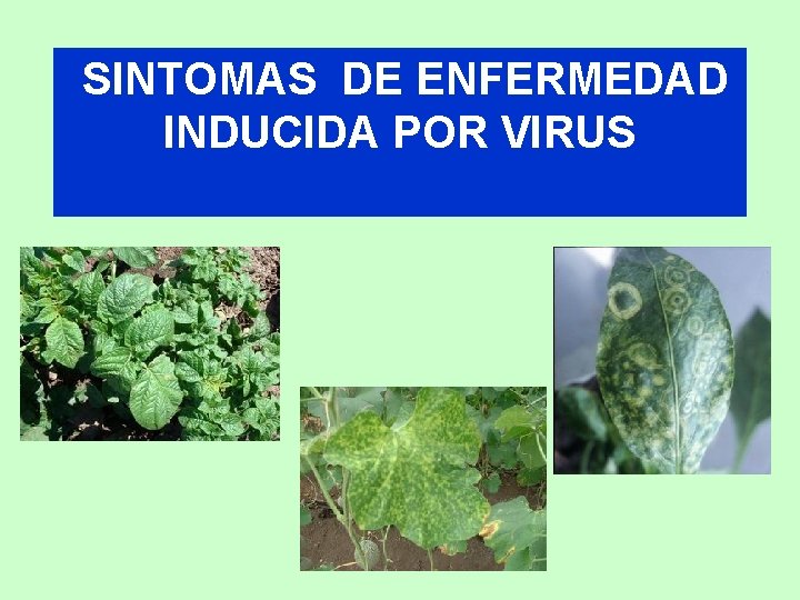 SINTOMAS DE ENFERMEDAD INDUCIDA POR VIRUS 