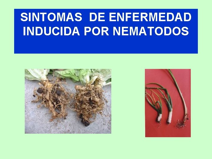 SINTOMAS DE ENFERMEDAD INDUCIDA POR NEMATODOS 