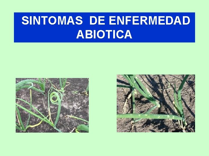 SINTOMAS DE ENFERMEDAD ABIOTICA 