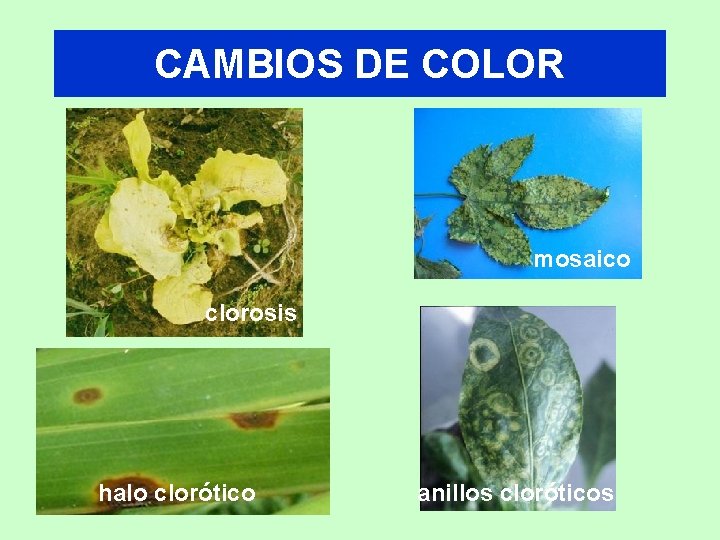 CAMBIOS DE COLOR mosaico clorosis halo clorótico anillos cloróticos 