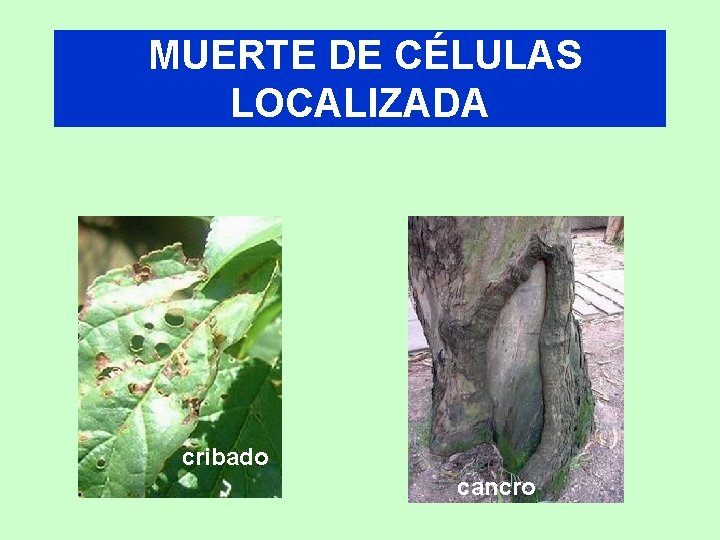 MUERTE DE CÉLULAS LOCALIZADA cribado cancro 