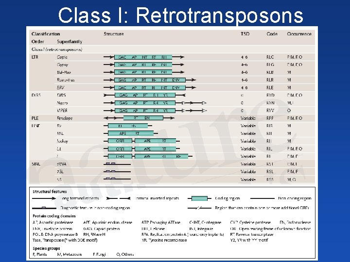Transposable elements Transposons TEs mobile elements sequences