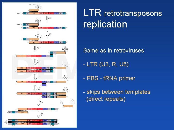 LTR retrotransposons replication Same as in retroviruses - LTR (U 3, R, U 5)