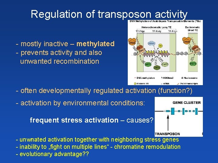 Regulation of transposon activity - mostly inactive – methylated - prevents activity and also