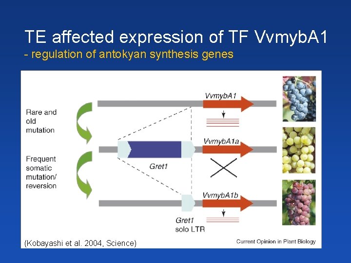 TE affected expression of TF Vvmyb. A 1 - regulation of antokyan synthesis genes
