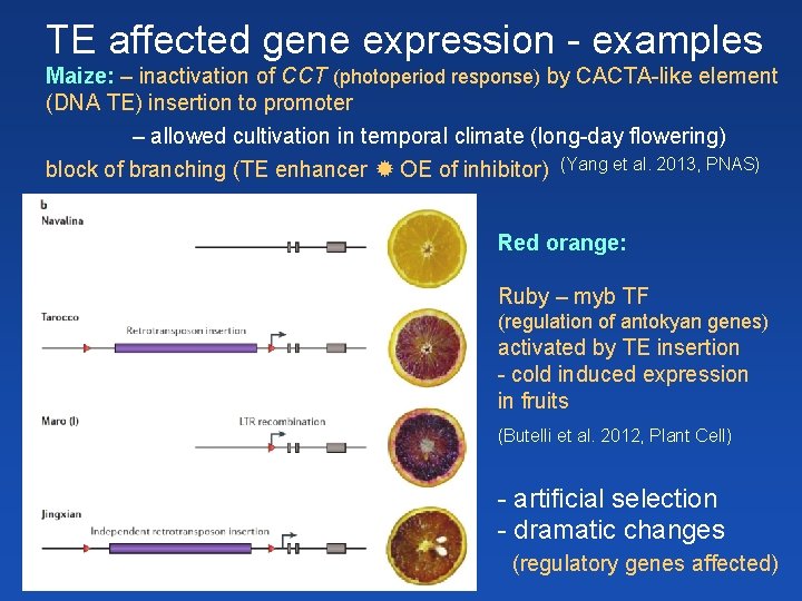 TE affected gene expression - examples Maize: – inactivation of CCT (photoperiod response) by