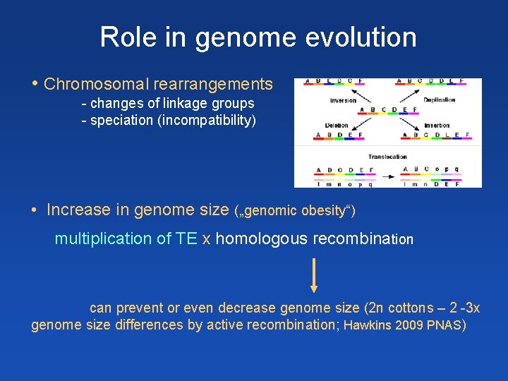 Role in genome evolution • Chromosomal rearrangements - changes of linkage groups - speciation