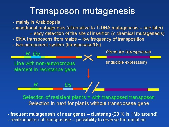 Transposon mutagenesis - mainly in Arabidopsis - insertional mutagenesis (alternative to T-DNA mutagenesis –