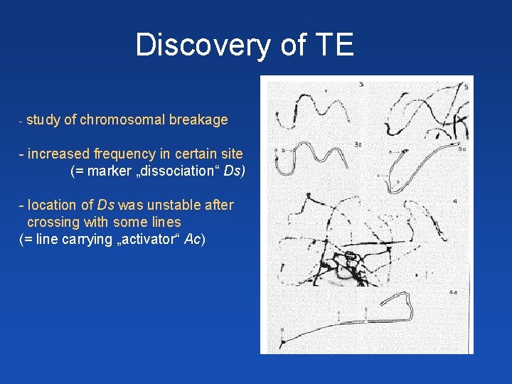 Discovery of TE - study of chromosomal breakage - increased frequency in certain site