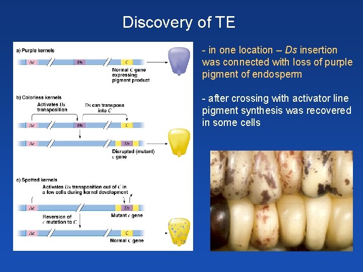 Discovery of TE - in one location – Ds insertion was connected with loss