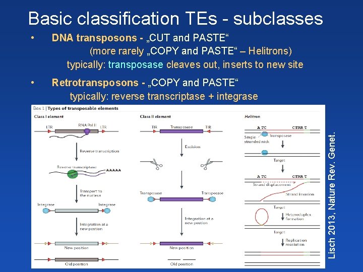  • DNA transposons - „CUT and PASTE“ (more rarely „COPY and PASTE“ –