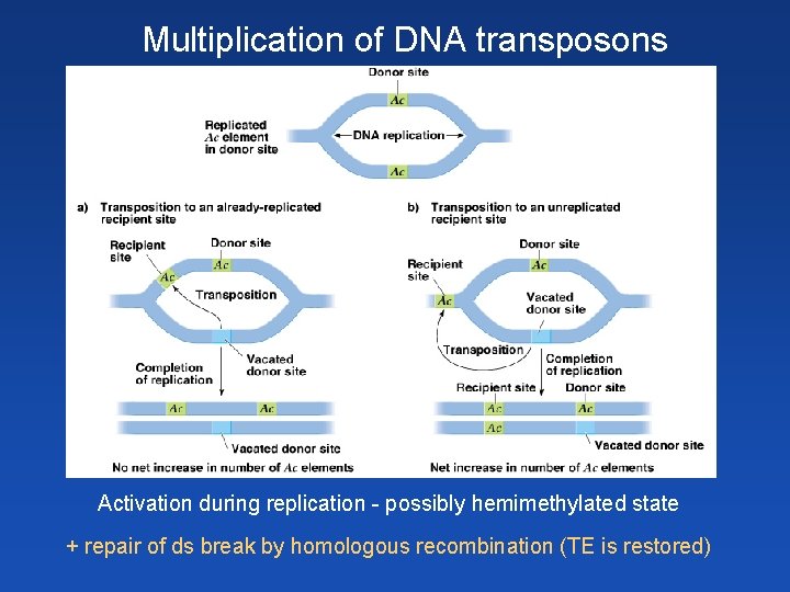Multiplication of DNA transposons Activation during replication - possibly hemimethylated state + repair of