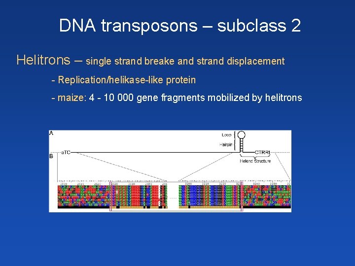 DNA transposons – subclass 2 Helitrons – single strand breake and strand displacement -