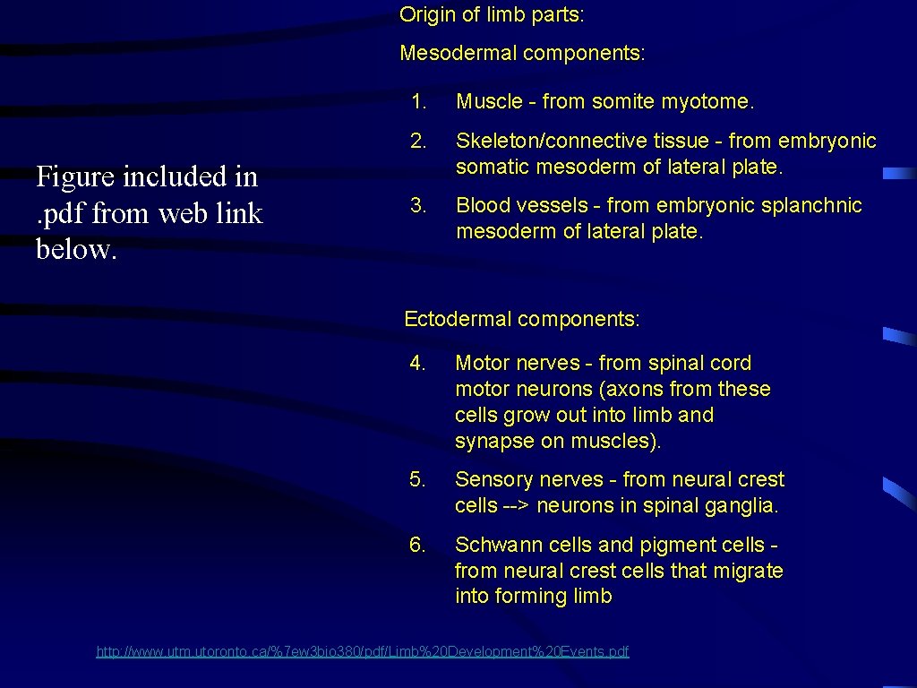 Origin of limb parts: Mesodermal components: Figure included in. pdf from web link below.