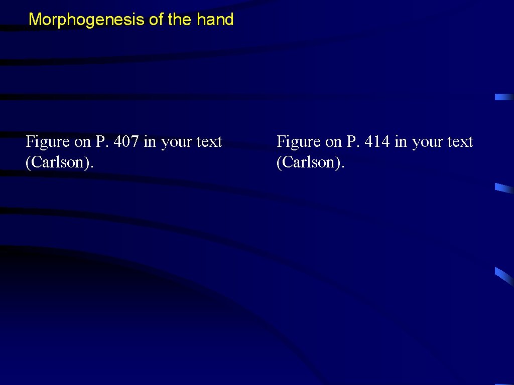 Morphogenesis of the hand Figure on P. 407 in your text (Carlson). Figure on