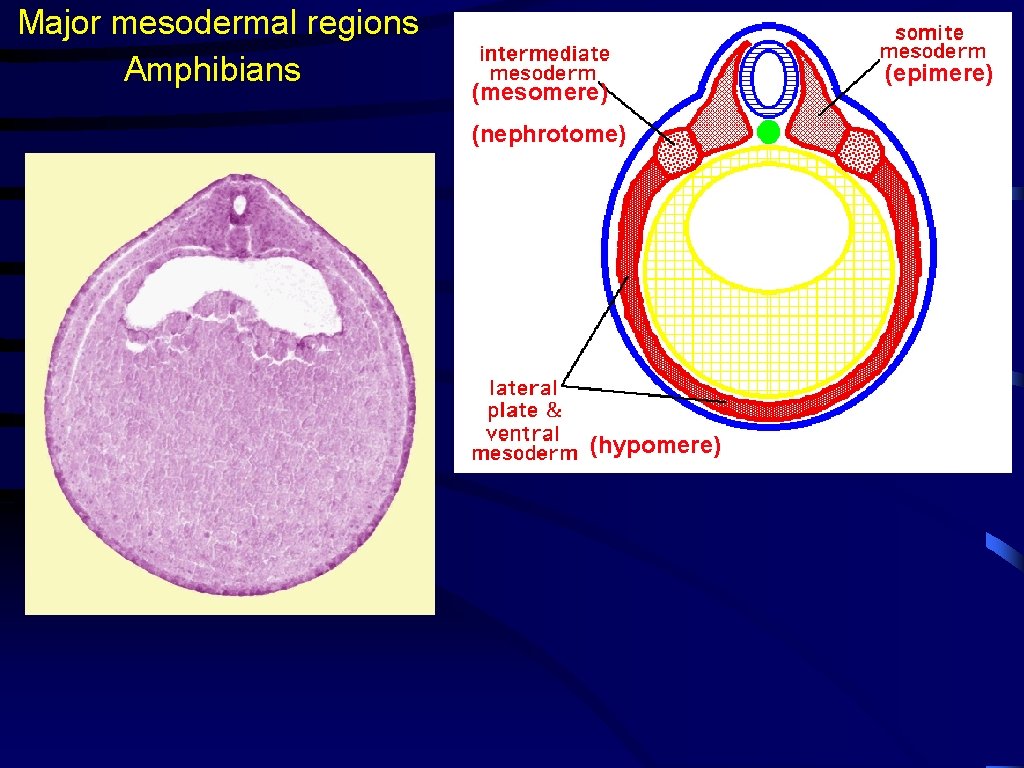 Major mesodermal regions Amphibians (mesomere) (nephrotome) (hypomere) (epimere) 