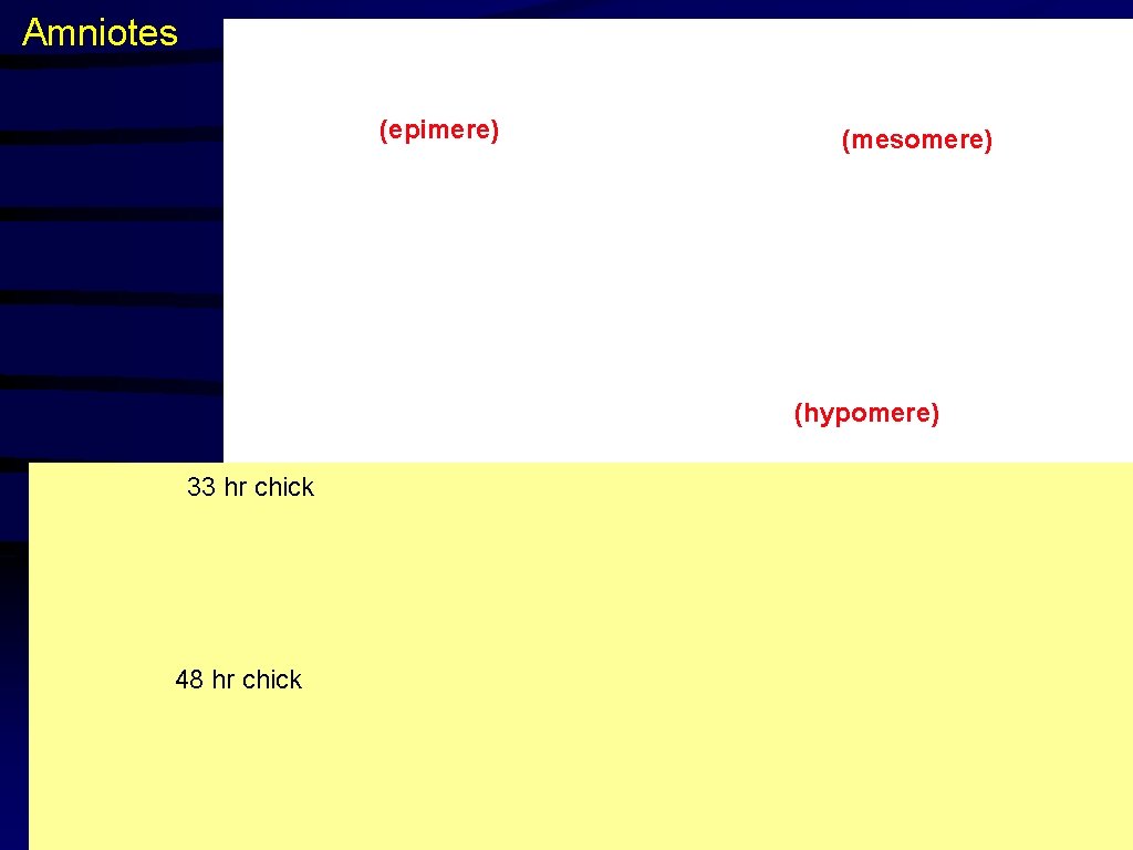 Amniotes (epimere) (mesomere) (hypomere) 33 hr chick 48 hr chick 