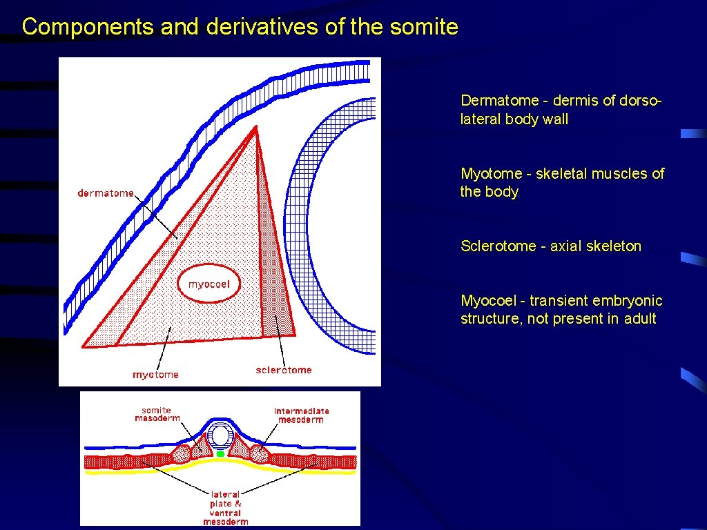 Components and derivatives of the somite Dermatome - dermis of dorsolateral body wall Myotome