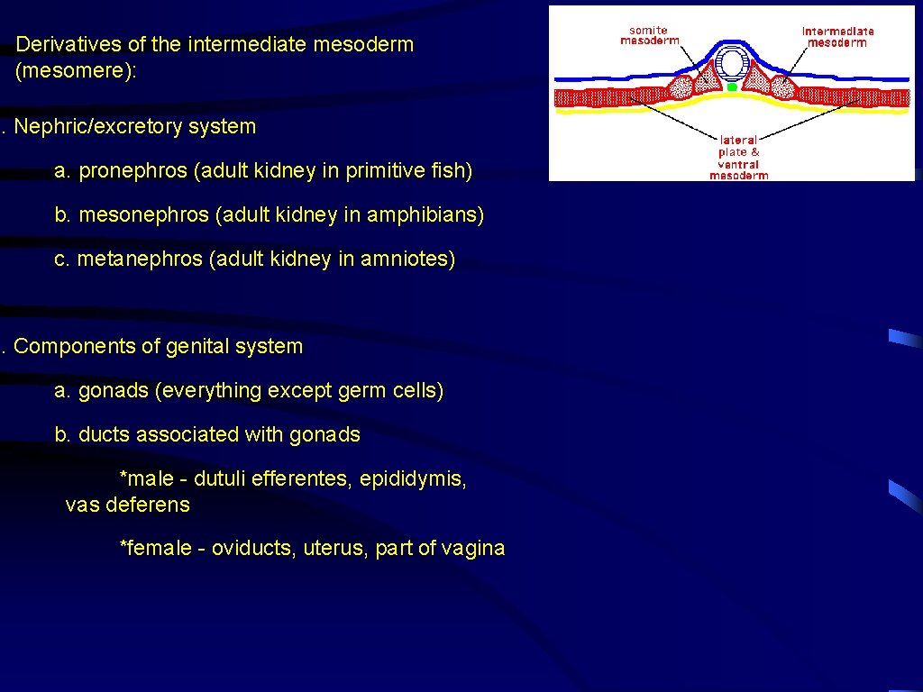 Derivatives of the intermediate mesoderm (mesomere): 1. Nephric/excretory system a. pronephros (adult kidney in