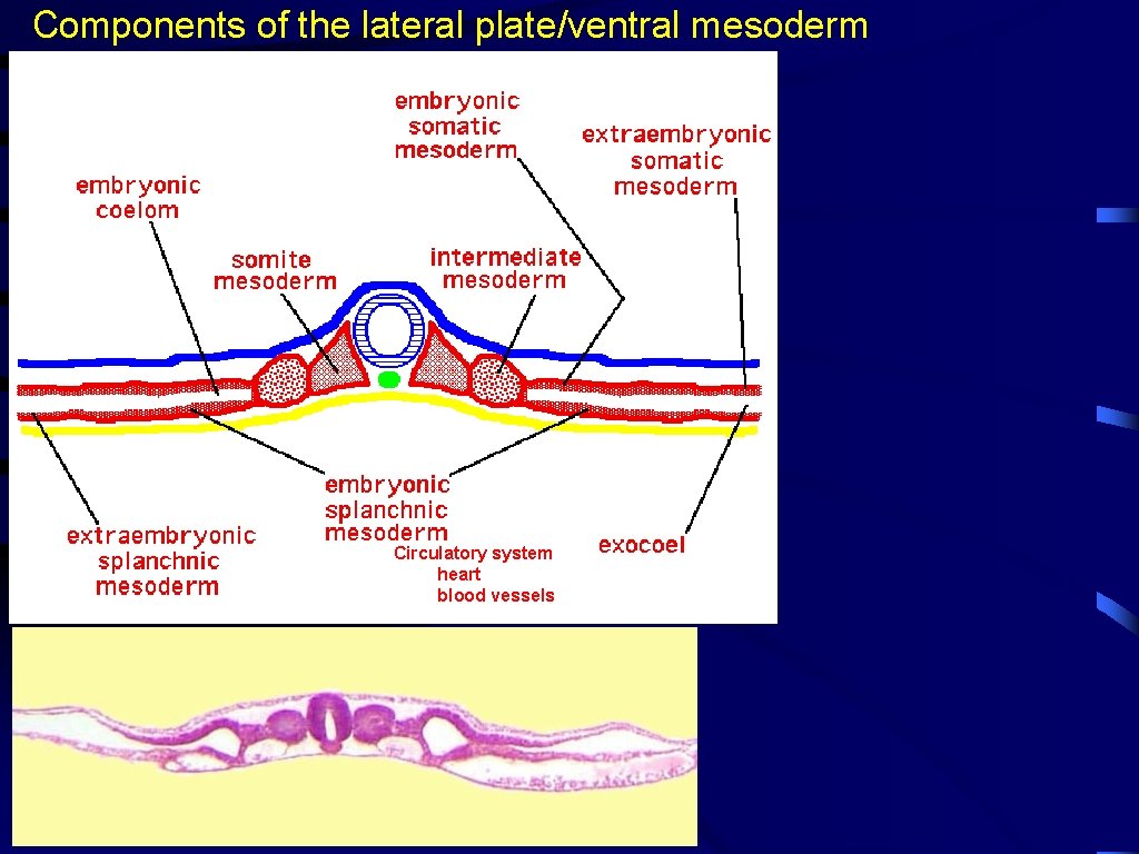 Components of the lateral plate/ventral mesoderm Circulatory system heart blood vessels 