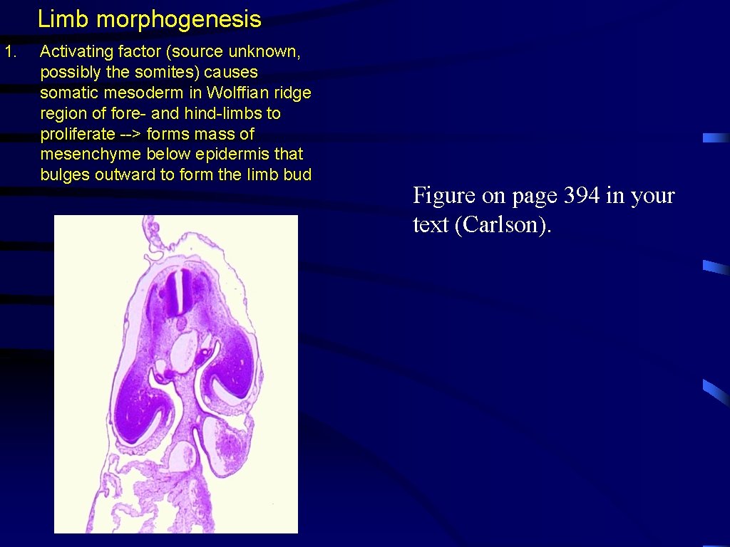 Limb morphogenesis 1. Activating factor (source unknown, possibly the somites) causes somatic mesoderm in