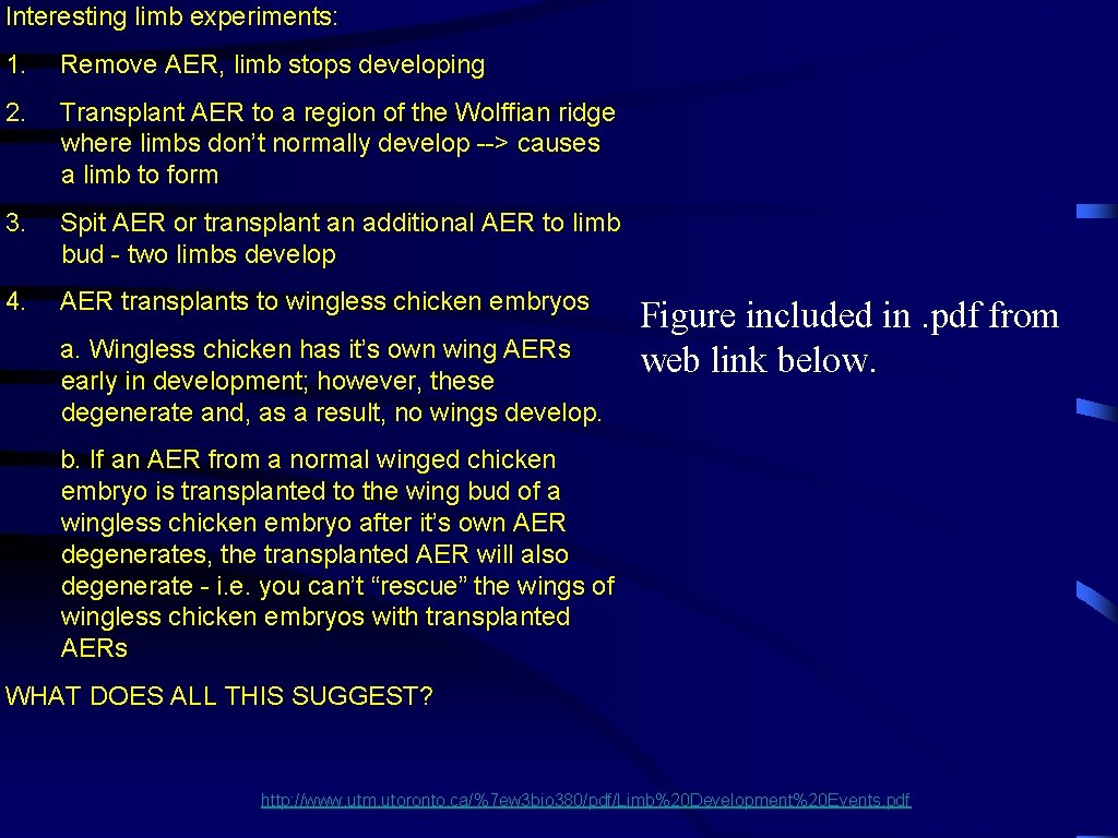 Interesting limb experiments: 1. Remove AER, limb stops developing 2. Transplant AER to a