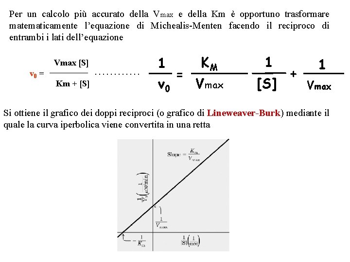 Per un calcolo più accurato della Vmax e della Km è opportuno trasformare matematicamente