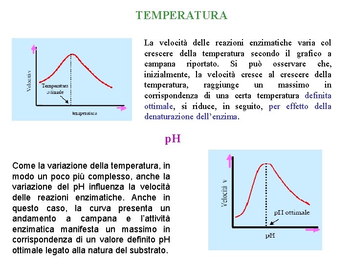TEMPERATURA La velocità delle reazioni enzimatiche varia col crescere della temperatura secondo il grafico