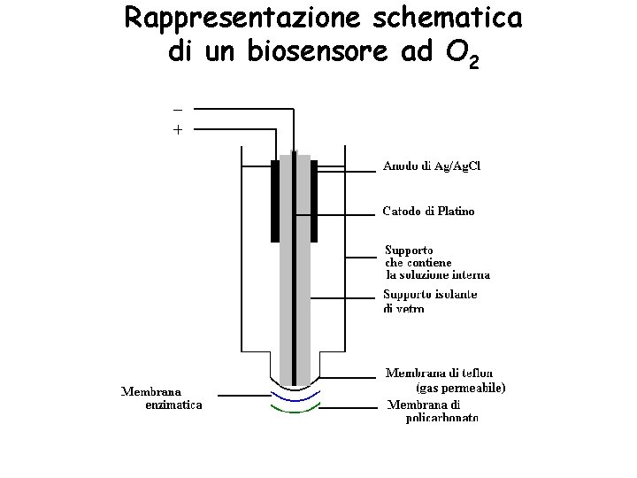 Rappresentazione schematica di un biosensore ad O 2 