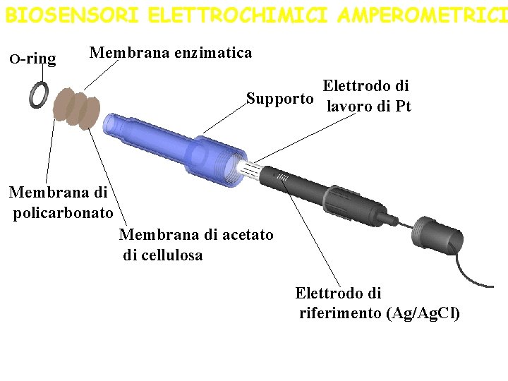 BIOSENSORI ELETTROCHIMICI AMPEROMETRICI O-ring Membrana enzimatica Elettrodo di Supporto lavoro di Pt Membrana di