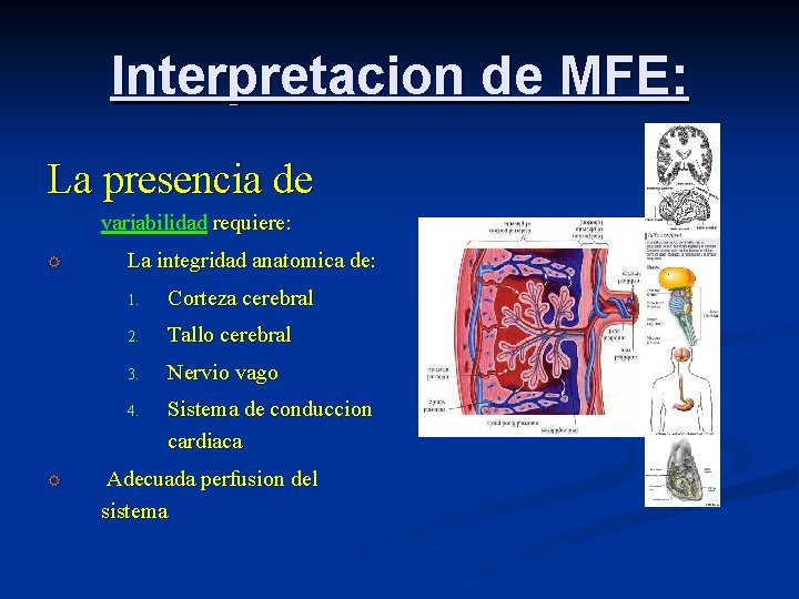 Interpretacion de MFE: La presencia de variabilidad requiere: R R La integridad anatomica de: