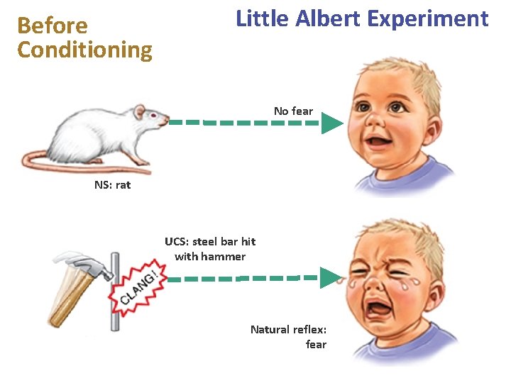 Before Conditioning Little Albert Experiment No fear NS: rat UCS: steel bar hit with