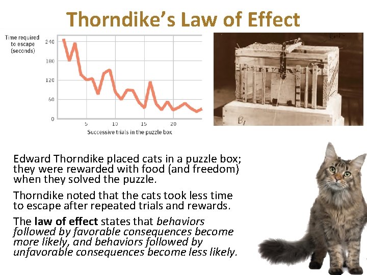 Thorndike’s Law of Effect Edward Thorndike placed cats in a puzzle box; they were