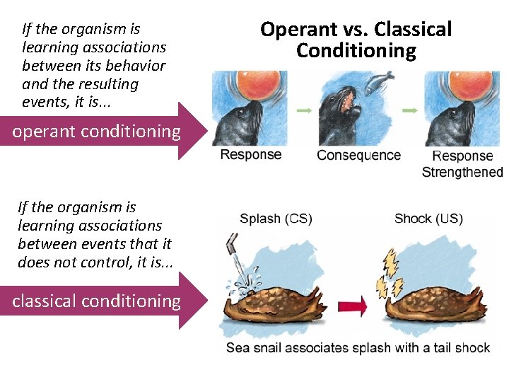 If the organism is learning associations between its behavior and the resulting events, it