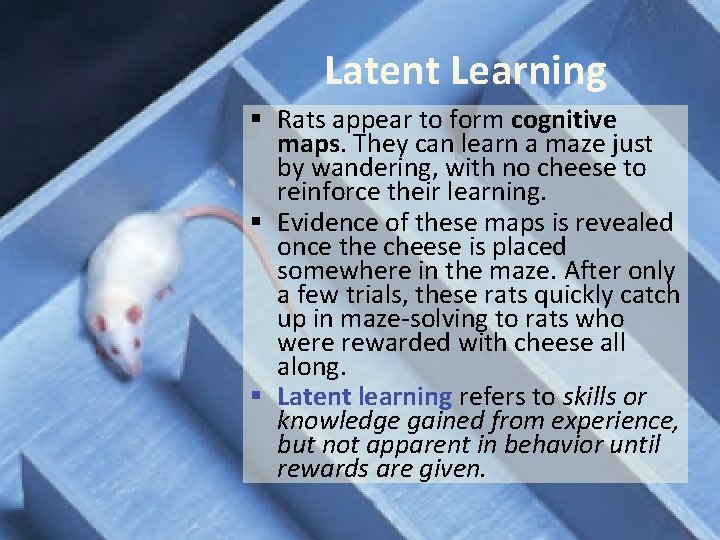 Latent Learning § Rats appear to form cognitive maps. They can learn a maze