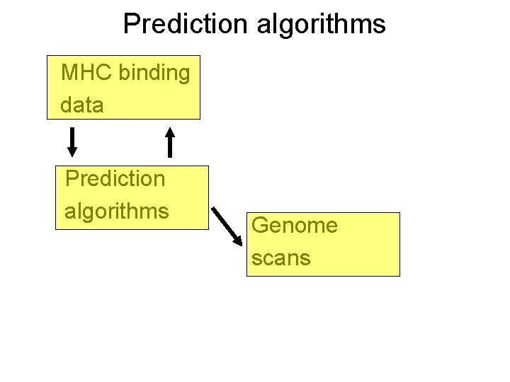Prediction algorithms MHC binding data Prediction algorithms Genome scans 