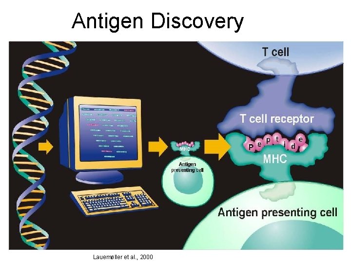 Antigen Discovery Lauemøller et al. , 2000 