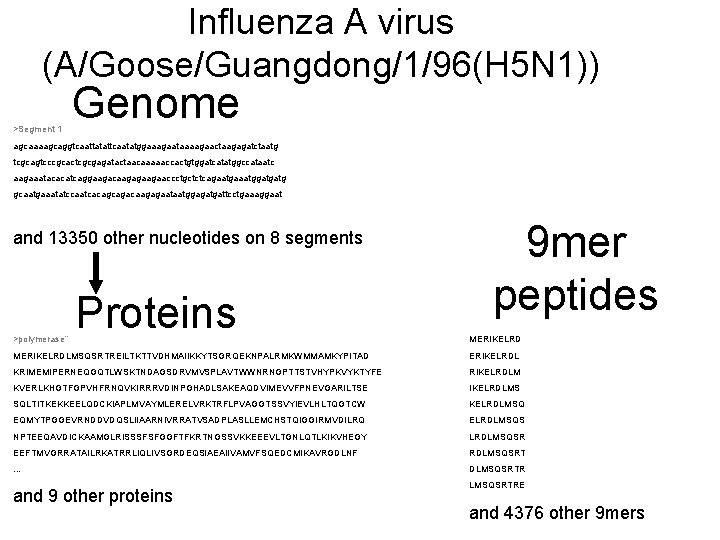 Influenza A virus (A/Goose/Guangdong/1/96(H 5 N 1)) >Segment 1 Genome agcaaaagcaggtcaattatattcaatatggaaagaataaaagaactaagagatctaatg tcgcagtcccgcactcgcgagatactaacaaaaaccactgtggatcatatggccataatc aagaaatacacatcaggaagacaagagaagaaccctgctctcagaatgaaatggatgatg gcaatgaaatatccaatcacagcagacaagagaataatggagatgattcctgaaaggaat
