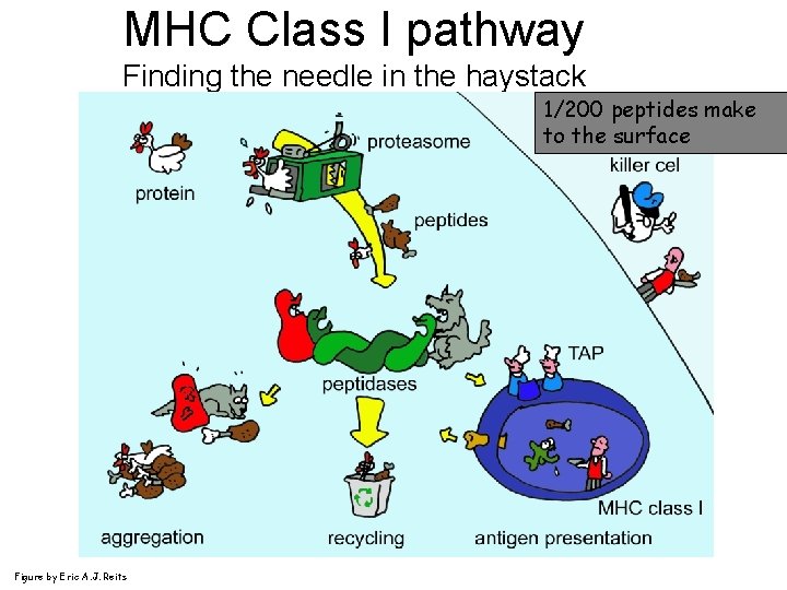 MHC Class I pathway Finding the needle in the haystack 1/200 peptides make to