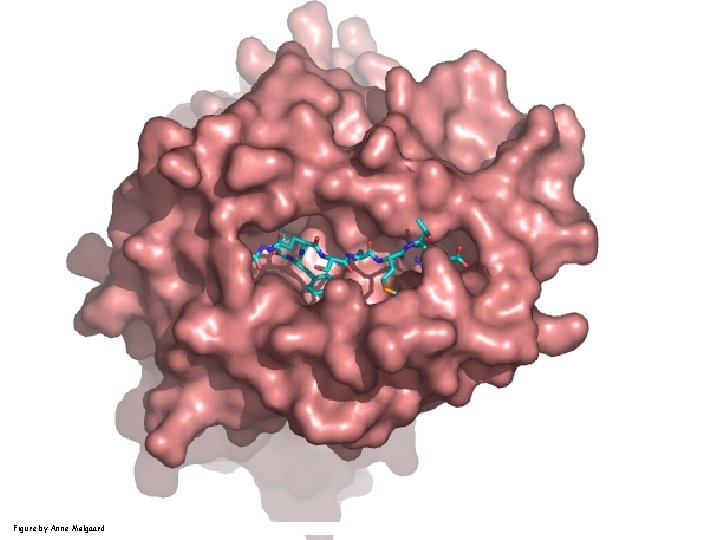 Figure by Anne Mølgaard 